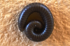 Pachyiulus apfelbecki