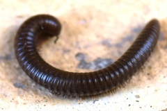 Pachyiulus apfelbecki