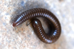 Pachyiulus apfelbecki