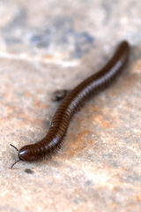 Pachyiulus apfelbecki