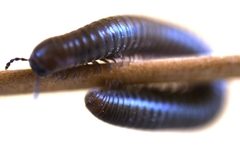 Pachyiulus apfelbecki