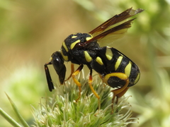 Leucospis gigas