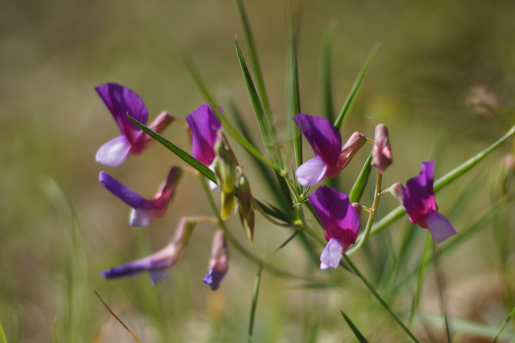 Lathyrus digitatus; photograph (c) Sergey Cherkasov, some rights reserved (CC BY)