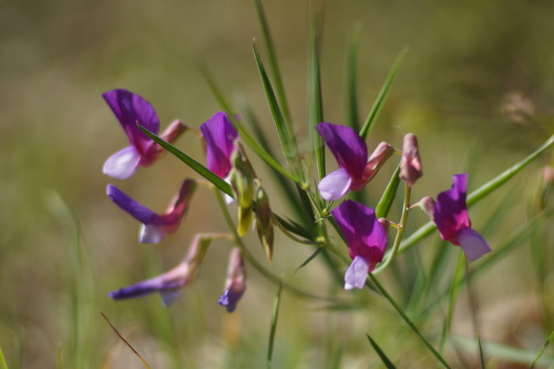 Image of Lathyrus digitatus by (c) Sergey Cherkasov, some rights reserved (CC BY)