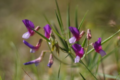 Lathyrus digitatus