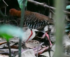 Rallina fasciata
