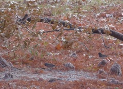 Junco hyemalis mearnsi