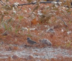 Junco hyemalis mearnsi