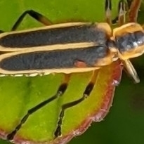 Uropodina