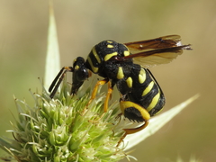 Leucospis gigas