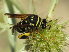 Leucospis gigas