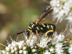 Leucospis gigas