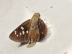 Pelopidas assamensis