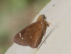 Pelopidas assamensis