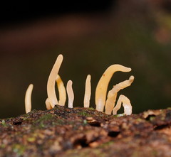 Calocera fusca