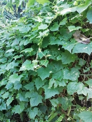 Senecio macroglossoides