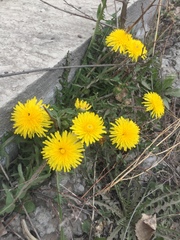 Taraxacum officinale
