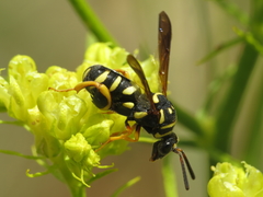 Leucospis gigas
