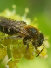 Andrena dorsata