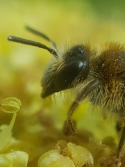 Andrena dorsata