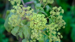 Heteromorpha arborescens