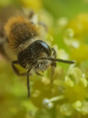 Andrena dorsata