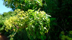 Heteromorpha arborescens