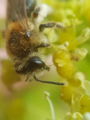 Andrena dorsata