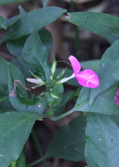 Dicliptera roxburghiana