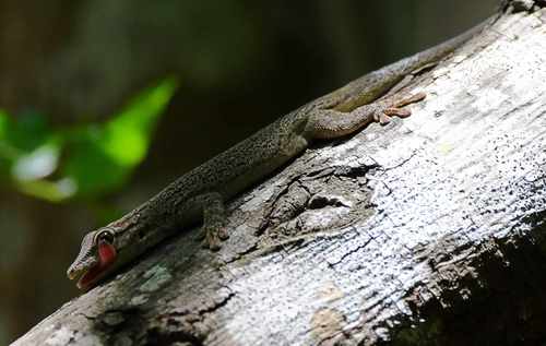 Anja Day Gecko