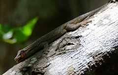 Phelsuma gouldi