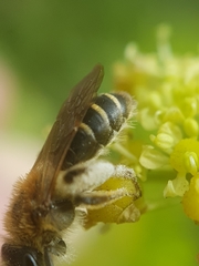 Andrena dorsata