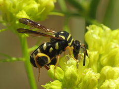 Leucospis gigas