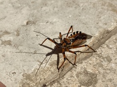 Rhynocoris punctiventris