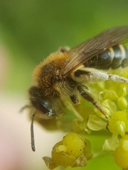 Andrena dorsata