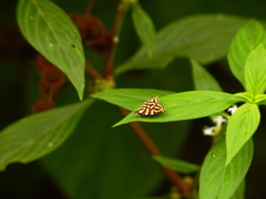 Hemerophila albertiana
