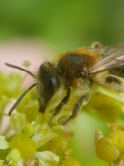 Andrena dorsata