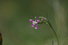 Conoimorpha