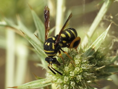 Leucospis gigas