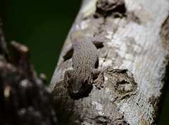 Phelsuma gouldi