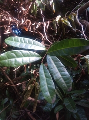 Acridocarpus natalitius