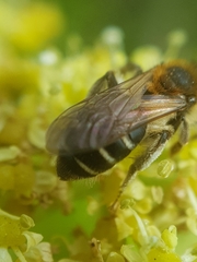 Andrena dorsata
