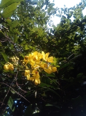 Acridocarpus natalitius