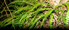 Asplenium sandersonii