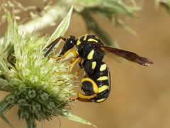Leucospis gigas
