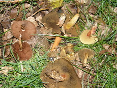 Hortiboletus bubalinus