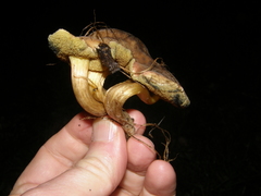 Hortiboletus bubalinus