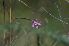 Conoimorpha