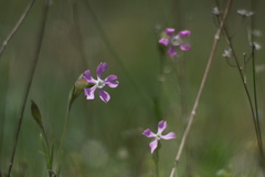 Conoimorpha