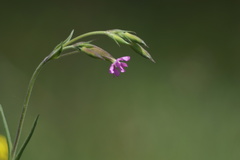Conoimorpha